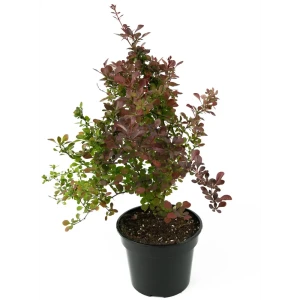 Барбарис Тунберга Atropurpurea 35-55 см 84841607 STLM-2131088