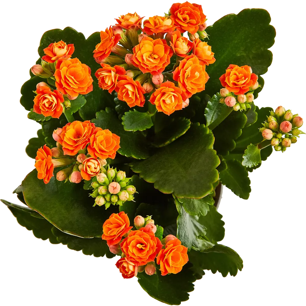 Santreyd Каланхоэ Гуди микс - цветущий суккулент для дома 89352855 STLM-0956415 - Вид №3