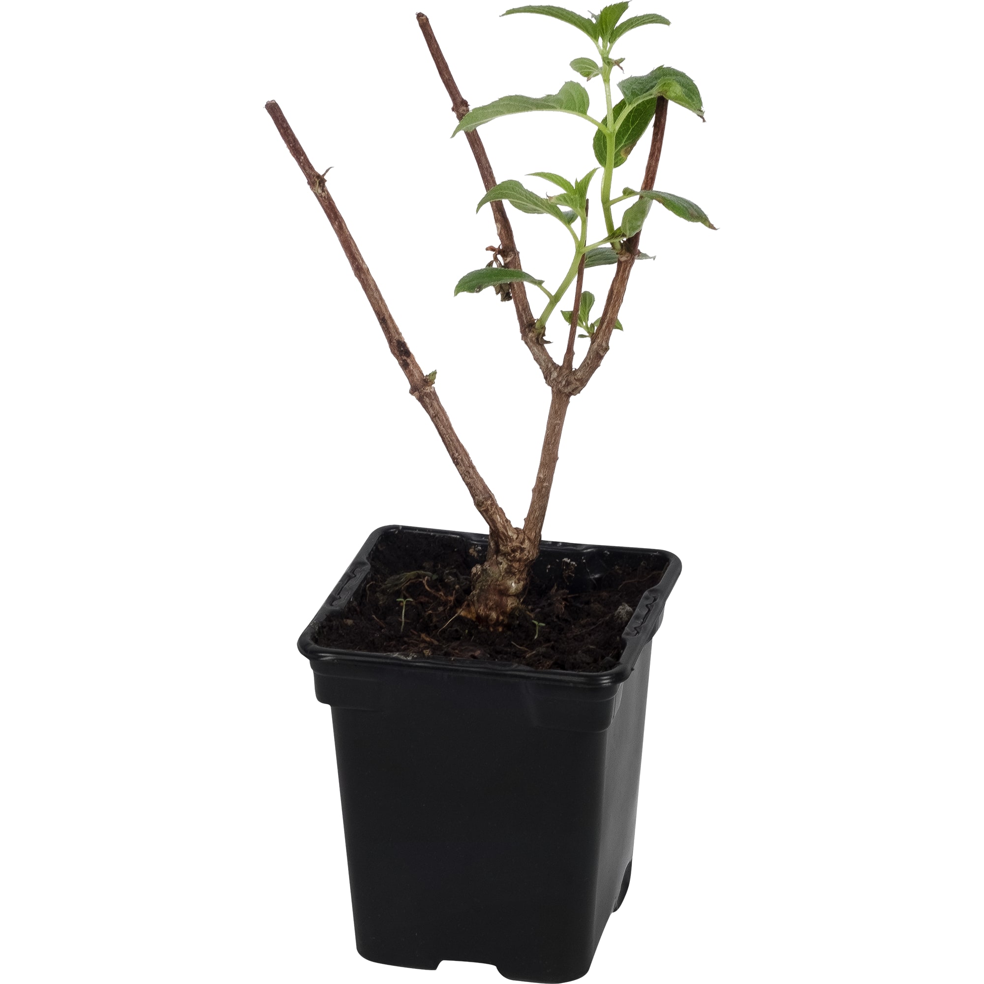 15711446 Гортензия метельчатая Пинки Винки P9 Santreyd  - Вид №2