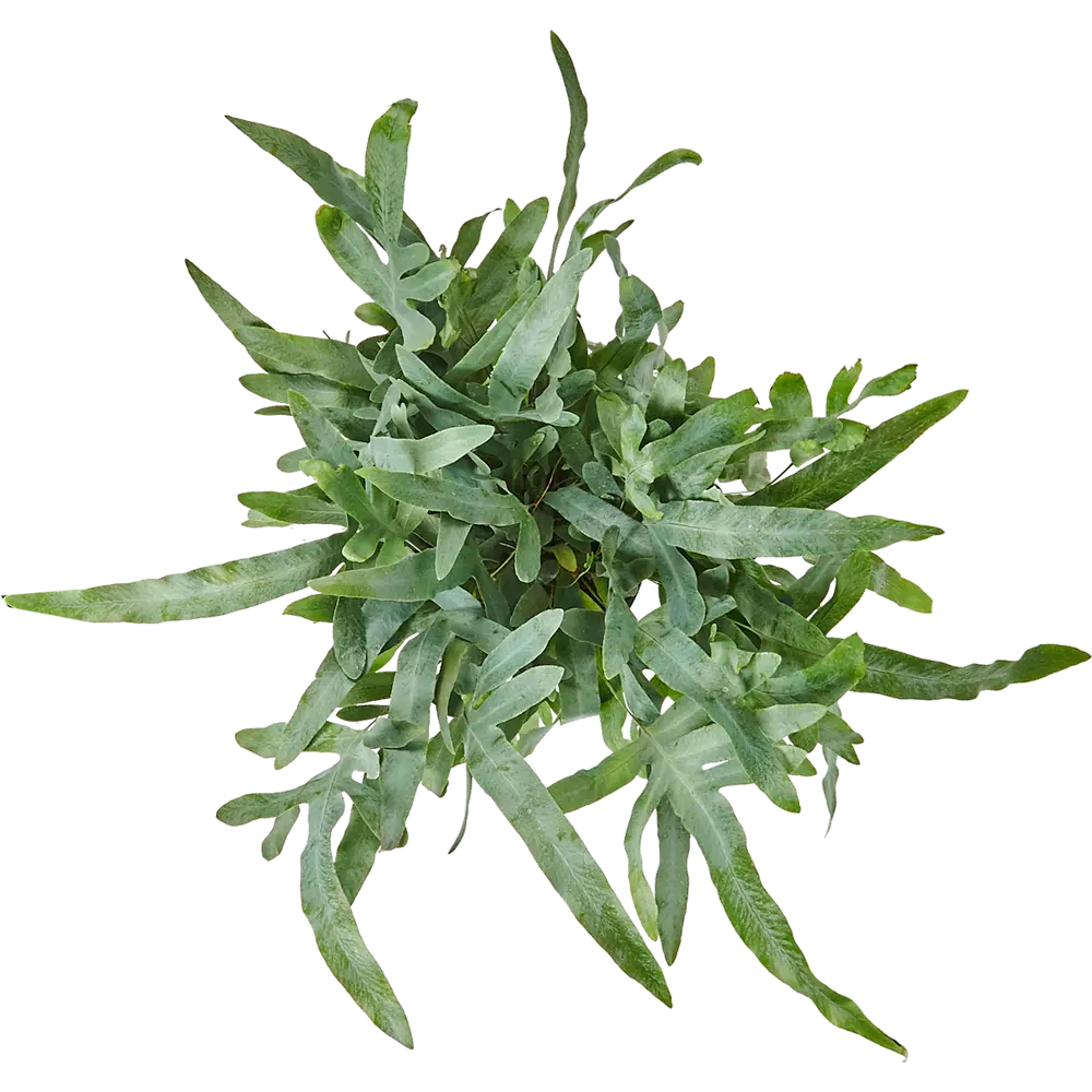 Флебодиум микс 17x50 см 83060669 STLM-2022748 Santreyd  - Вид №1