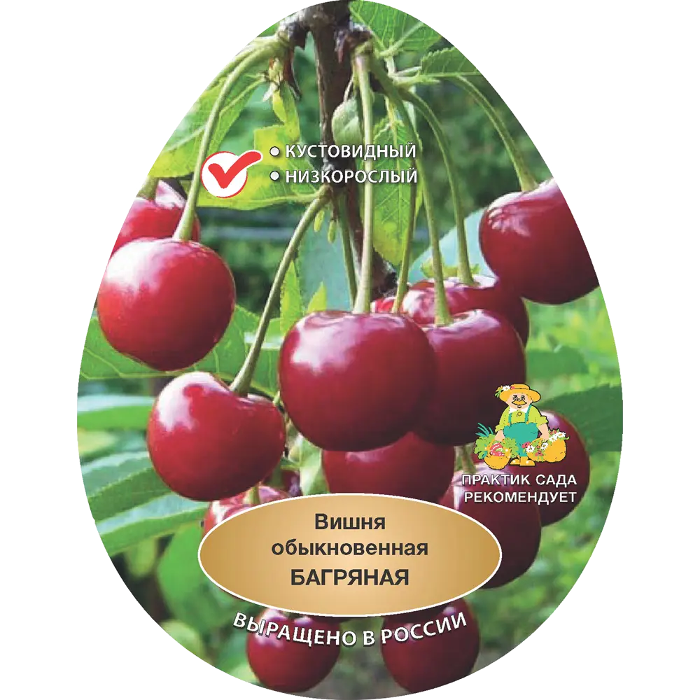 Вишня обыкновенная Багряная h200 см Поиск Инвест 84399285 STLM-2039351 Santreyd 