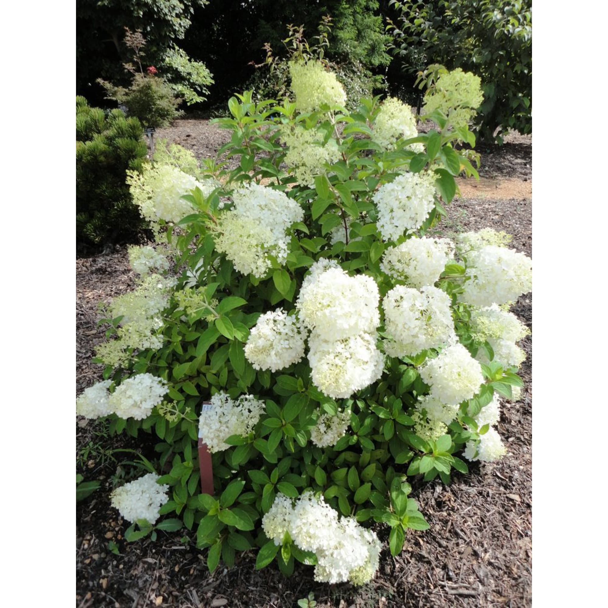 82594842 Гортензия метельчатая «Бобо» 15x20 см Santreyd 