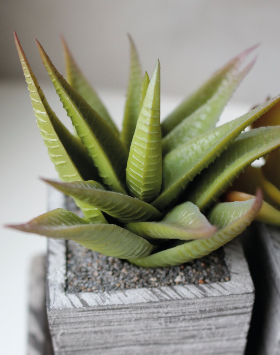 6453 883 a3 Пластиковый микс суккулентов, 3 штуки на миске, 19 x 7 x 11 см, зеленый H-andreas  - Вид №6