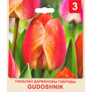 Тюльпан «Gudoshnik» размер луковицы 10/11, 3 шт. 82365322 STLM-2202733