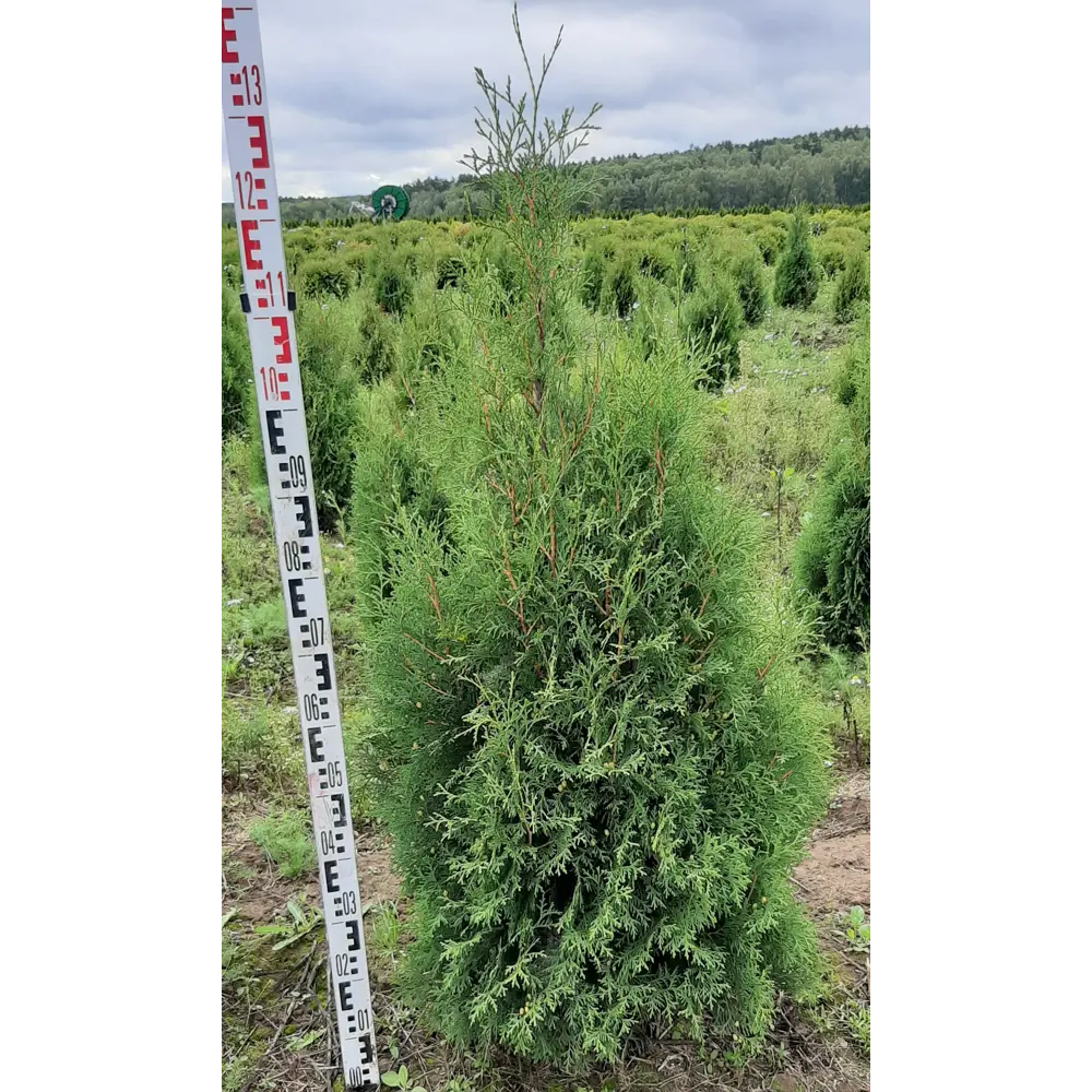 Туя западная «Холмструп» 41x110 см ГАВРИШ STLM-2084222 - Вид №2