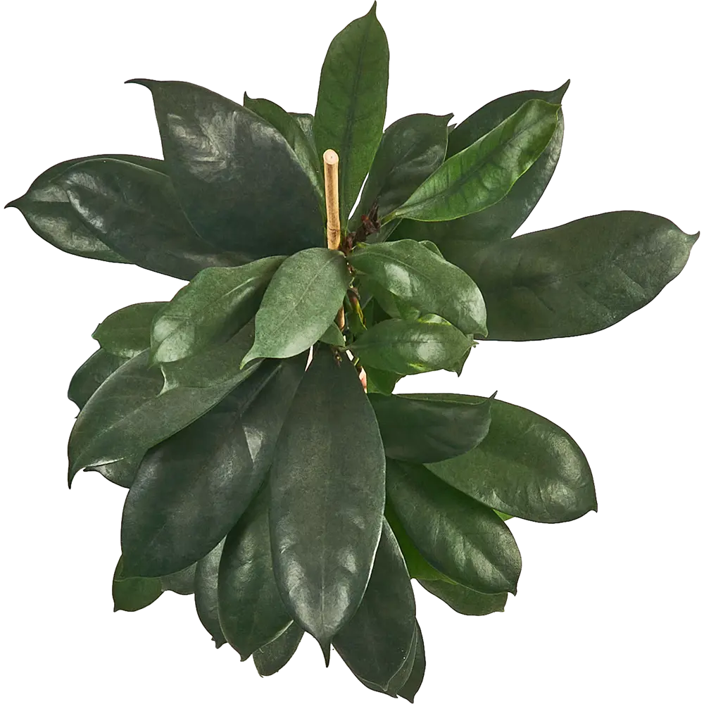 Фикус Циатистипула Santreyd — элегантное комнатное дерево с двухцветной листвой 85324845 STLM-0061458 - Вид №2