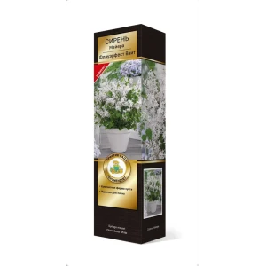 Сирень Мейера Флауэрфест вайт h37 см 83786899 STLM-2099067