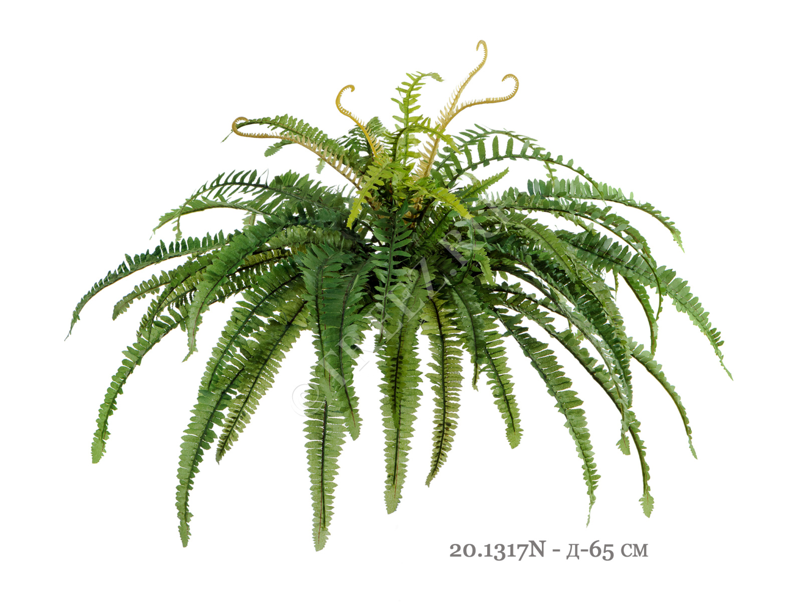 20.1317N Папоротник лесной Цветочная коллекция  - Вид №2