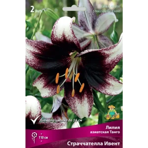 Лилия азиатская «Танго Страччателла Ивент» размер луковицы 14/16 82662524 STLM-2079498