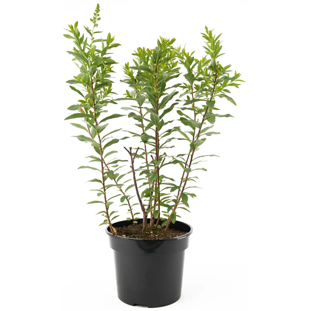 Спирея иволистная Rubra от Santreyd - розовое цветение для вашего сада 85292558 STLM-0955192