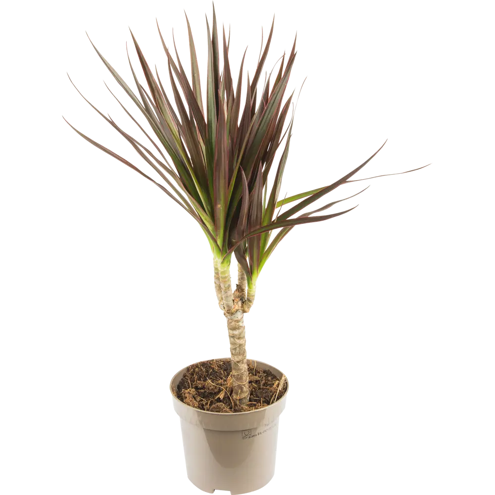 Драцена Маргината Биколор 11x40 см 82422174 STLM-2026788 Santreyd 