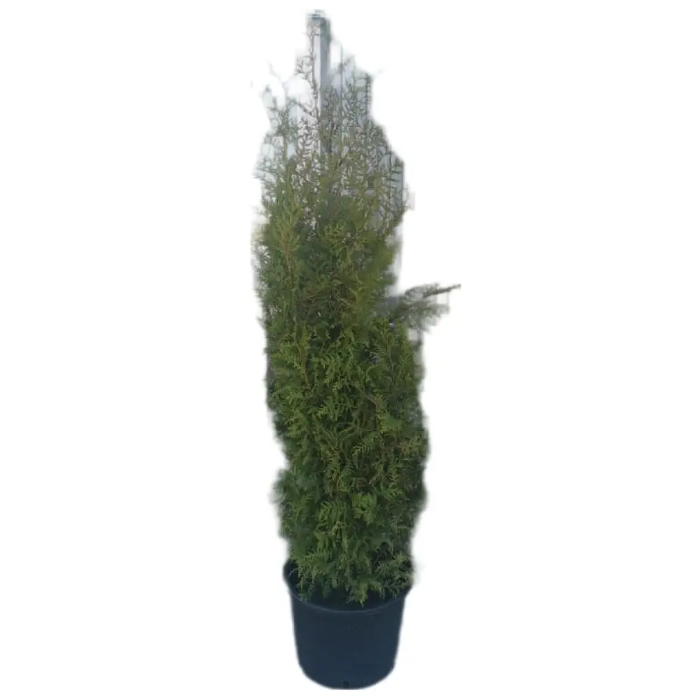 Туя западная Брабант ø35 h180 см 84722191 STLM-2188042 Santreyd 