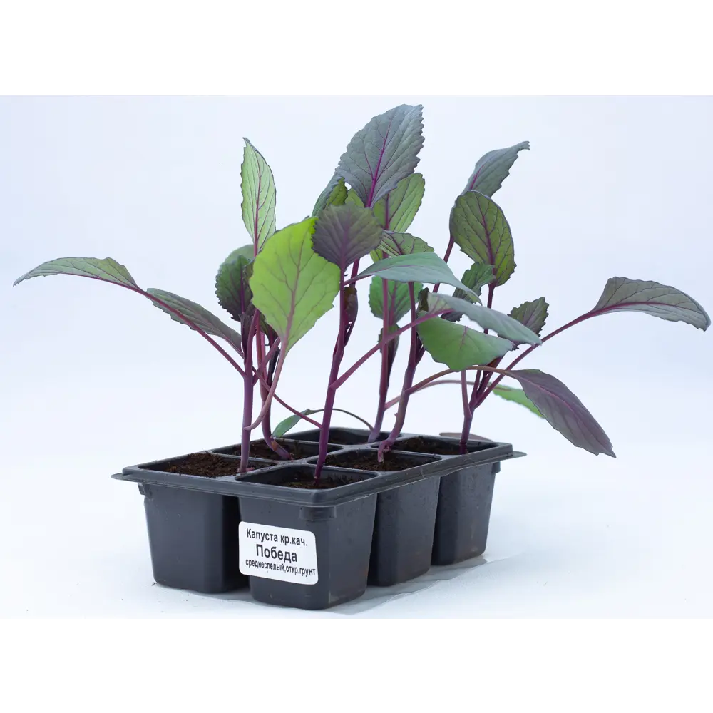 Капуста краснокочанная h15 см Santreyd STLM-2126260