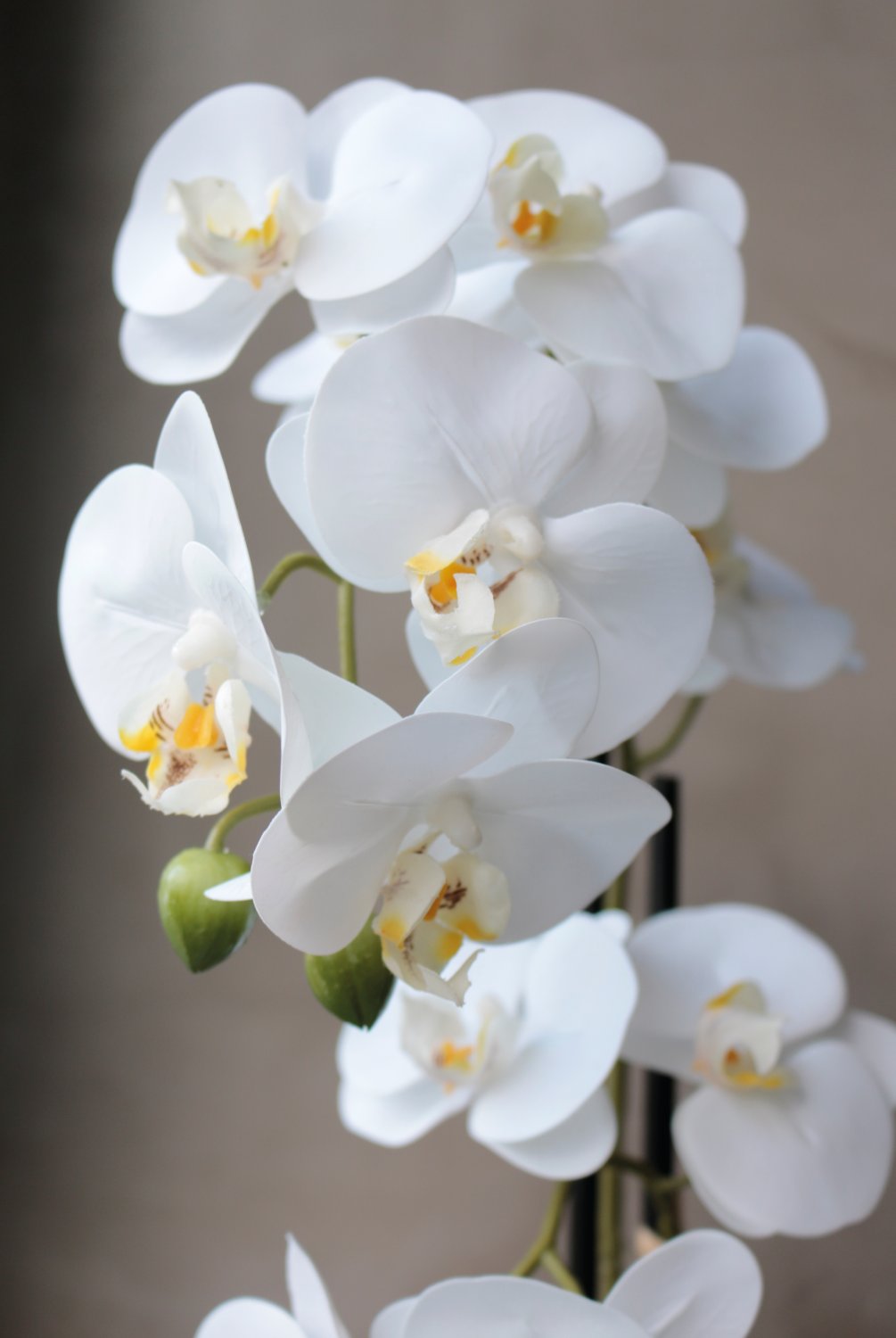 2777 778 a3 Пластиковая орхидея Phalaenopsis, 2-х кратная, горшечная, 45 см, real touch, бежево-белая H-andreas  - Вид №4