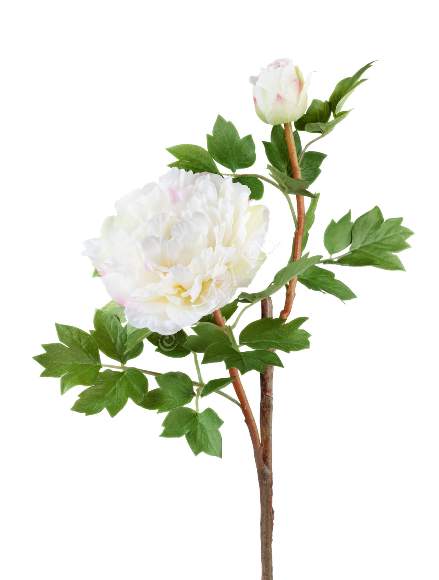 30.0613123WH Пион белый ветвь малая Цветочная коллекция 