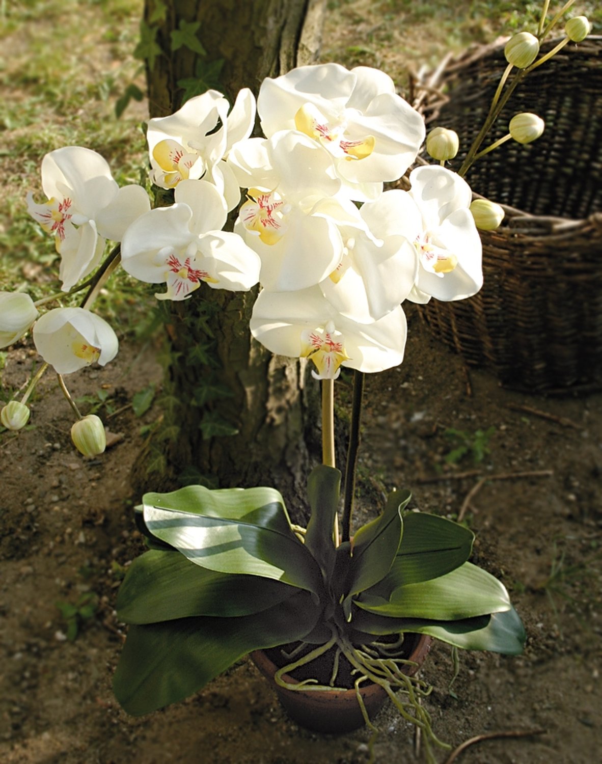 2832 778 a3 Пластиковая орхидея Phalaenopsis, горшечная, 100 см, real touch, бежево-белая H-andreas 