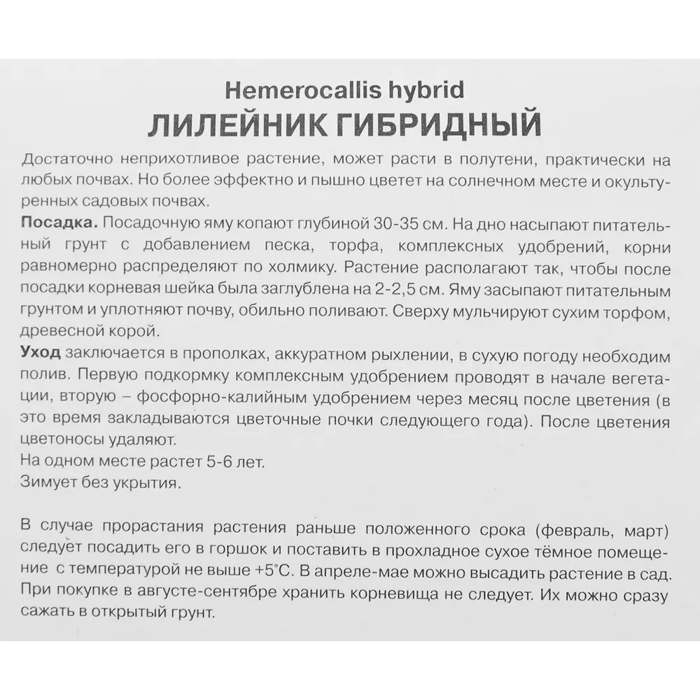 Лилейник гибридный Берти Феррис 86577632 STLM-2075773 ПОИСК  - Вид №2
