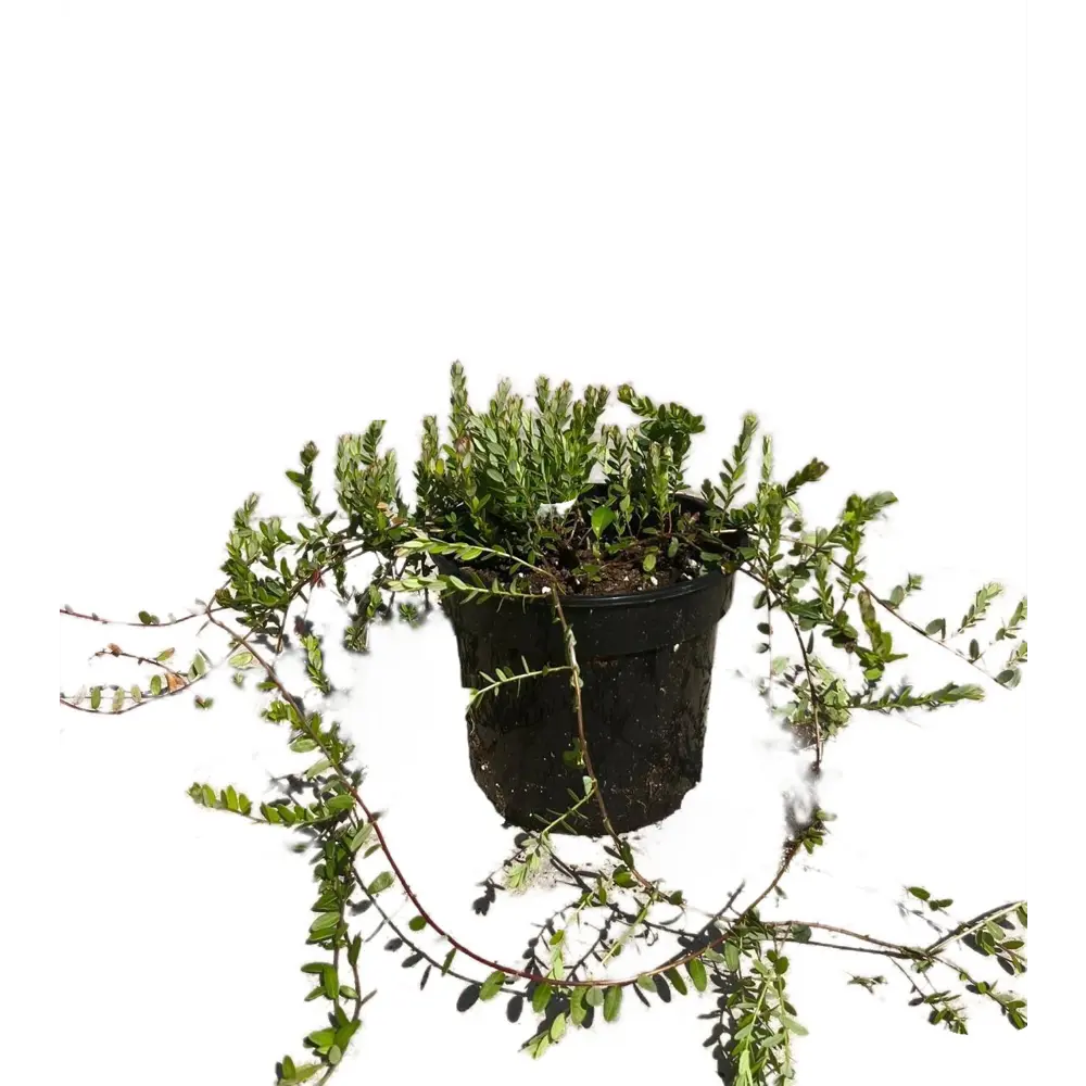 Клюква Стивенс Santreyd - американский сорт с крупными ягодами 89386851 STLM-1435719