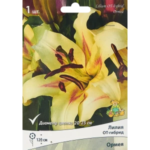 Лилия от-гибрид Ормея 85205725 STLM-2154699