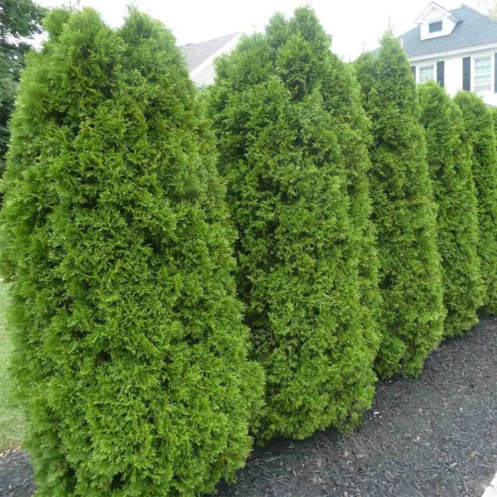 Туя западная Брабант ø40 h100 - 120 см 89465473 STLM-2143600 PLANTMARKET 