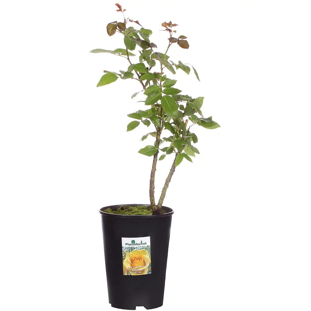 Роза чайно-гибридная «Керио» С2, цвет жёлтый PLANTMARKET STLM-2062302