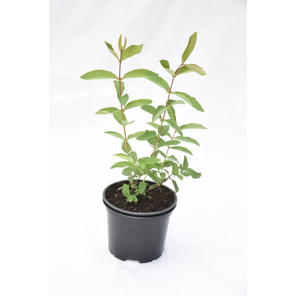 Santreyd Жимолость Нарымская - ранний сорт с сочными ягодами 81969634 STLM-0956072 - Вид №1