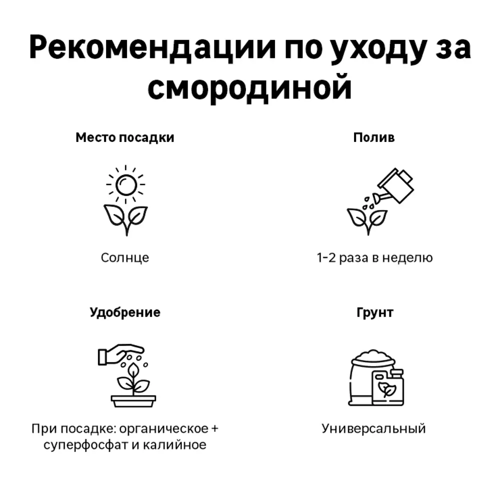 Смородина чёрная ø17 h60 см 83248551 STLM-2150449 Santreyd  - Вид №3