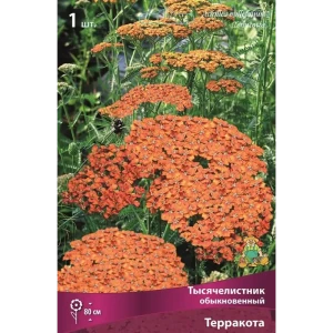 Тысячелистник обыкновенный Терракота 89351878 STLM-2039002