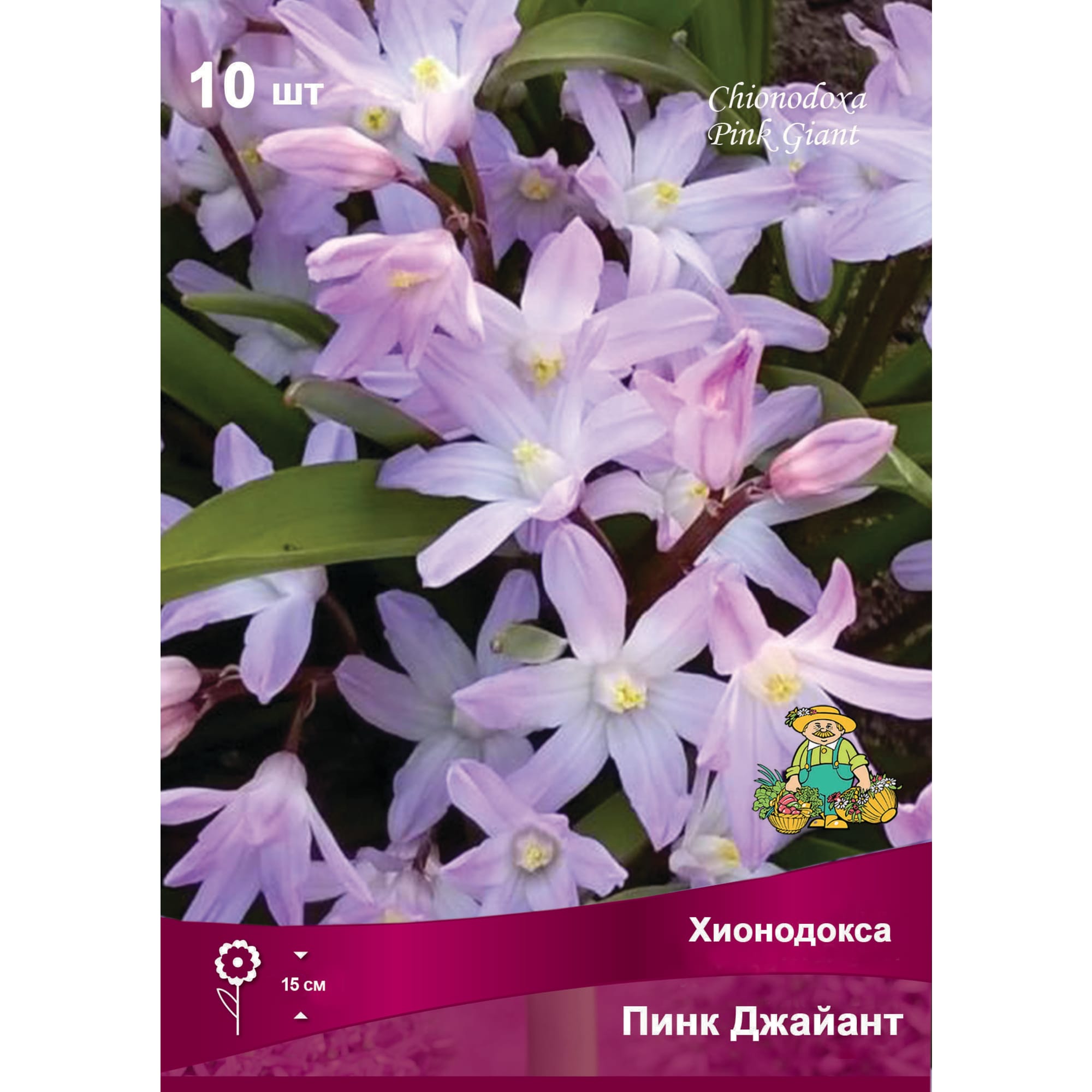 Хинодокса Пинк джайант луковица 5/6, 10 шт Santreyd 88294943