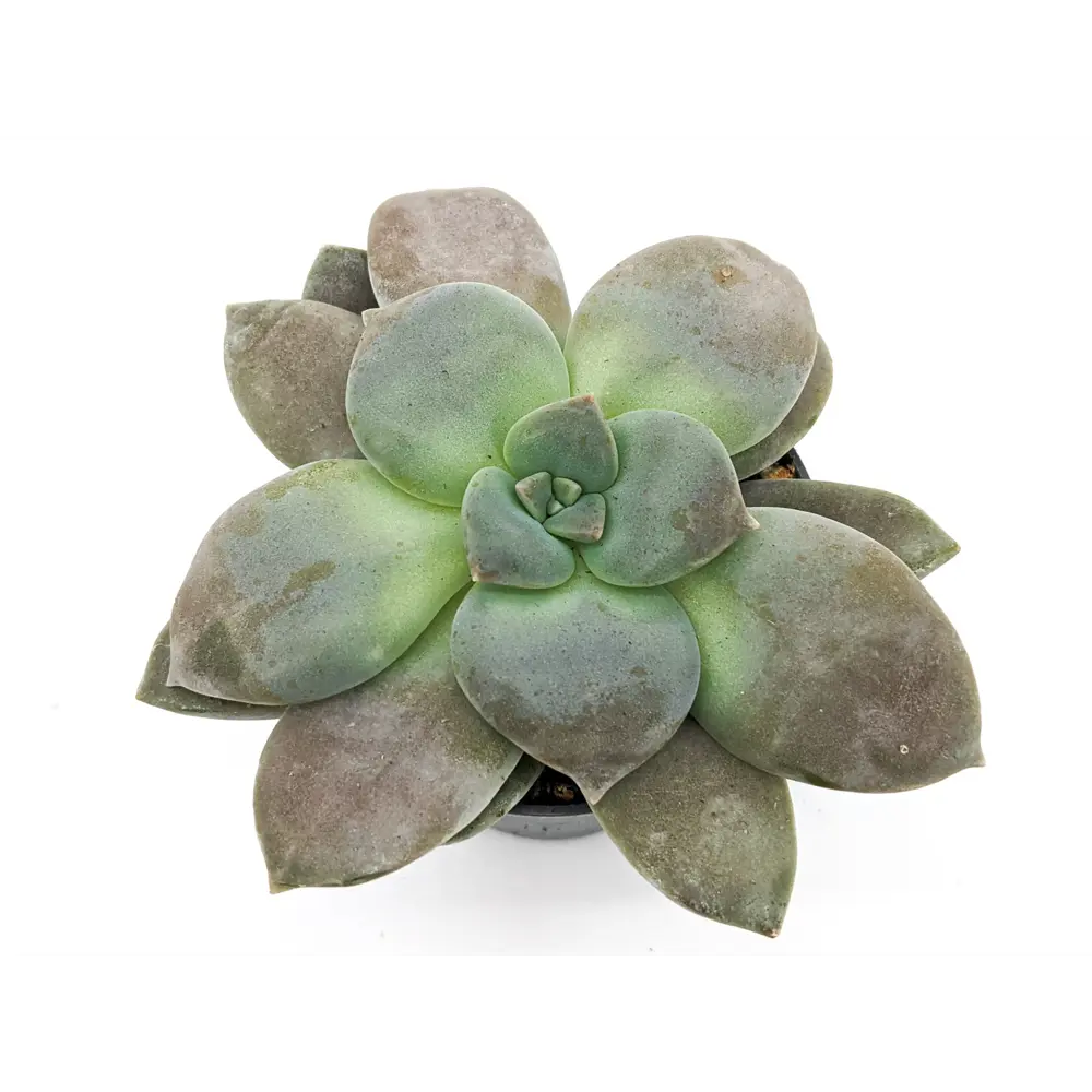 Santreyd Граптопеталум Филиферум — суккулент с серебристым пушком 83677214 STLM-0043325 - Вид №1