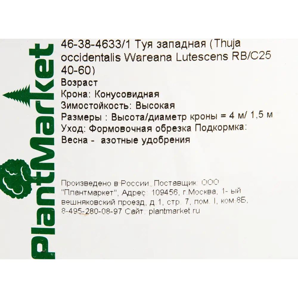 Туя западная «Вареана Лютесценс» 40x40-60 см 82625365 STLM-2041389 Santreyd  - Вид №1