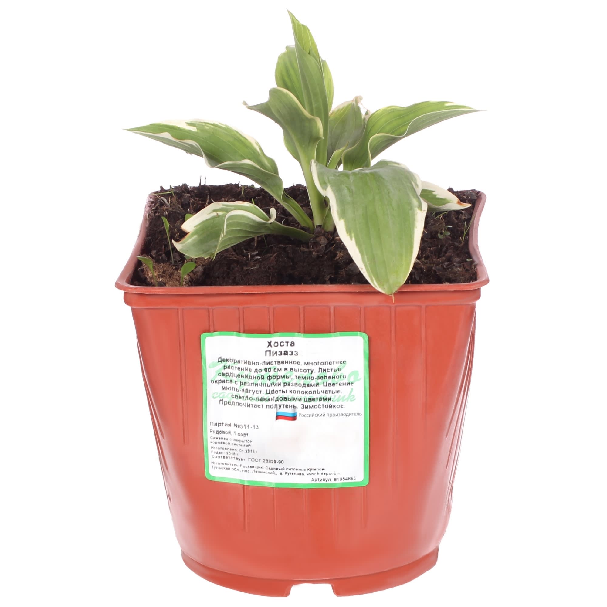 81954860 Хоста гибридная С2 «Пизас» h15 Santreyd 