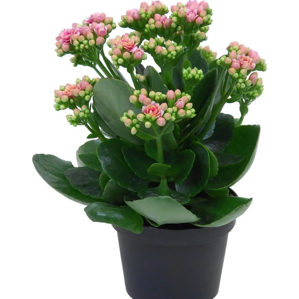 Каланхое Каландива микс ø10.5 h20 см 85394504 STLM-2060030 Santreyd 