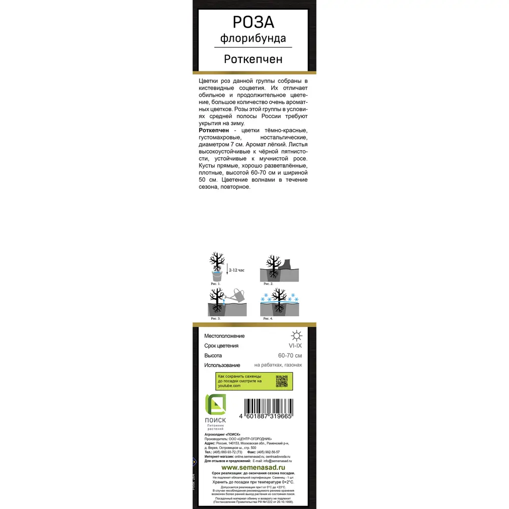 Роза кордес флорибунда Роткепчен h37 см 83786635 STLM-2207090 Santreyd  - Вид №2