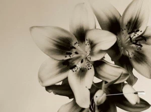 Wall&decò Дизайнерские обои с цветочными мотивами Contemporary wallpaper 2010