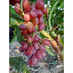 Виноград культурный Зоренька 89465391 STLM-2125988