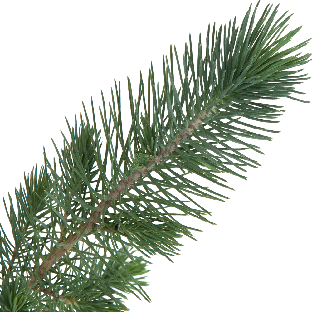 Сосна итальянская Сильверкрест 10x35 см Santreyd STLM-2106423 - Вид №1