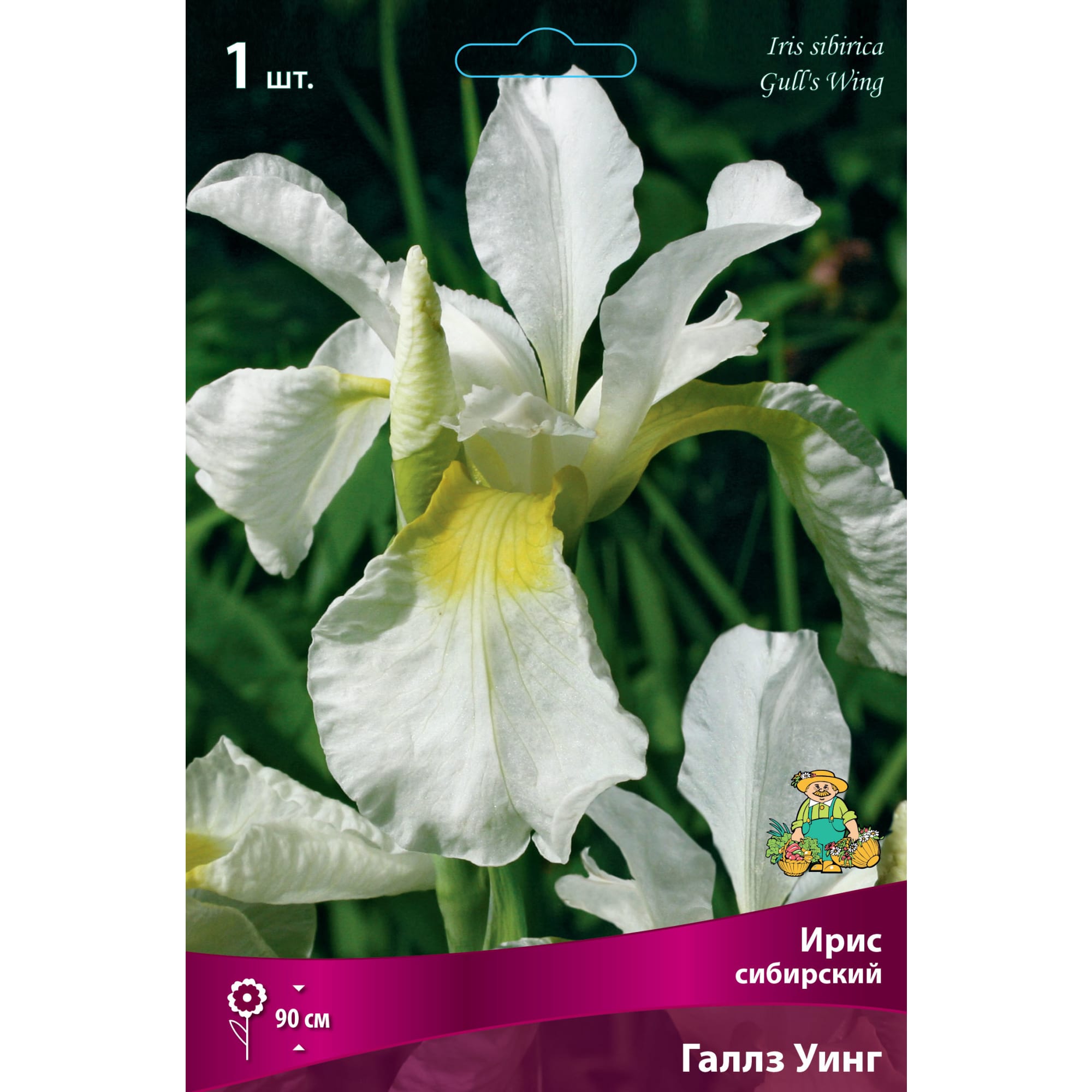 88294640 Ирис сибирский Галлз уинг луковица I Santreyd 
