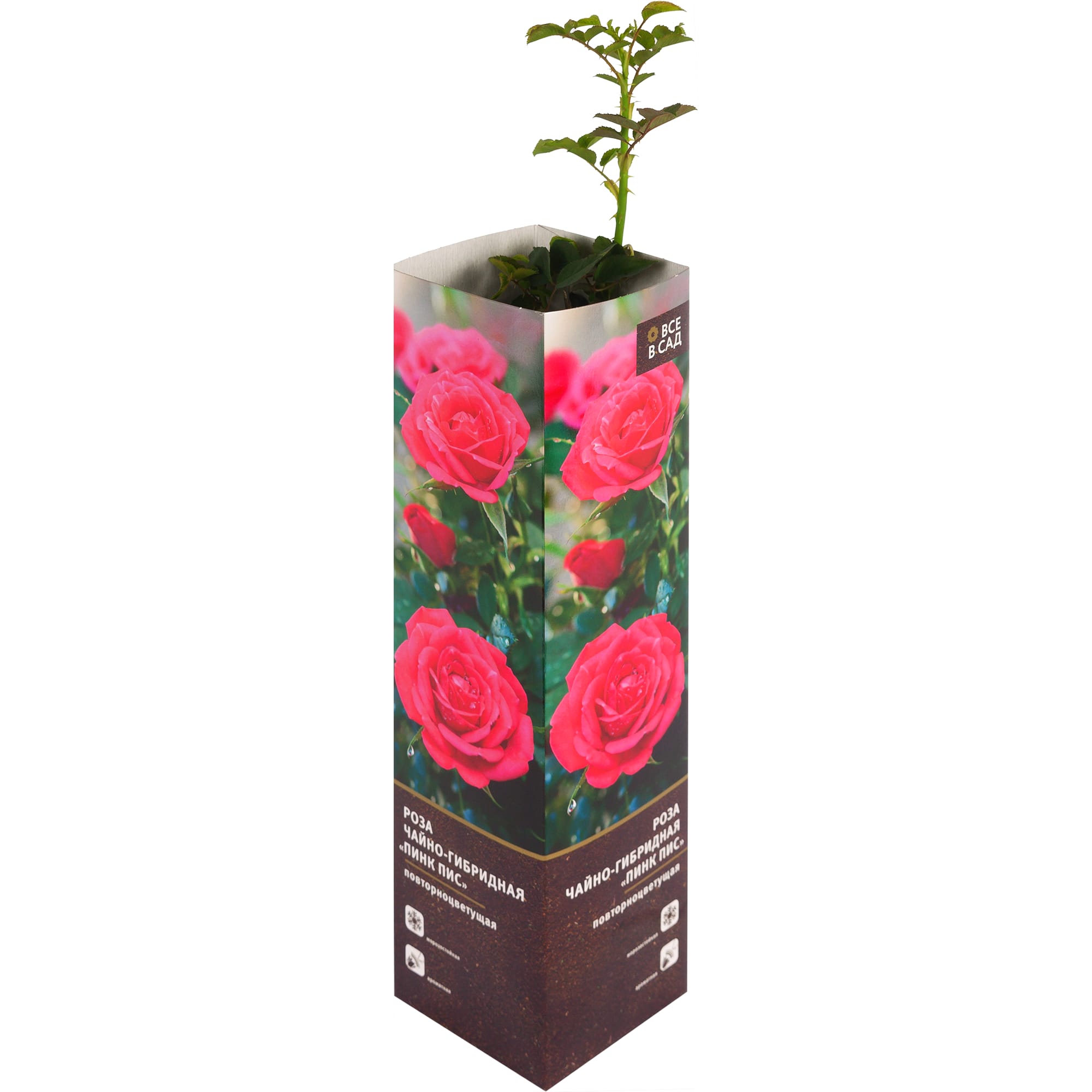 82142831 Роза чайно-гибридная «Пинк Пис» в тубе Santreyd 