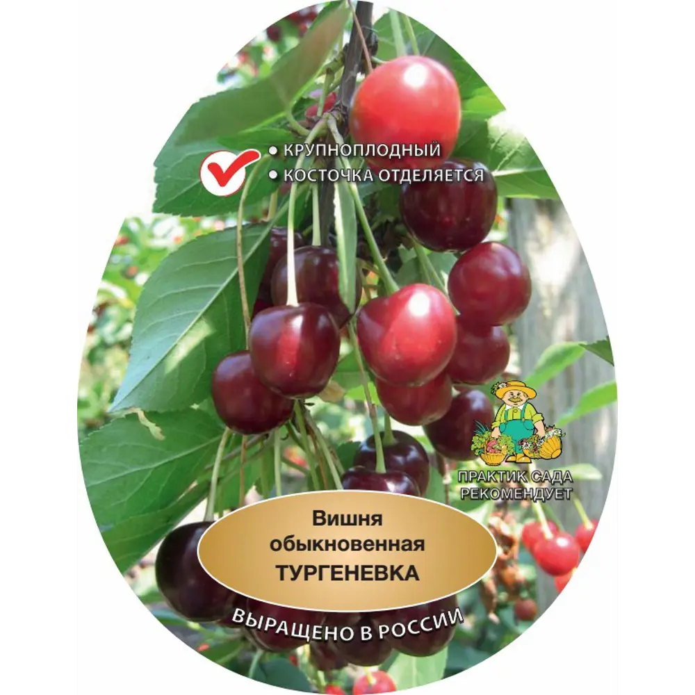 Вишня Тургеневка h220 см 83787967 STLM-2137004 Santreyd  - Вид №1
