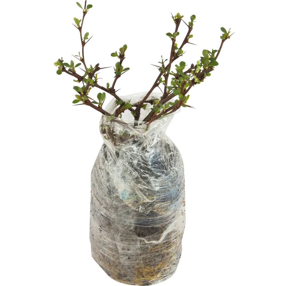 Барбарис Атропурпуреа Нана в тубе 82539540 STLM-2131558 BLOOMING LIFE  - Вид №1