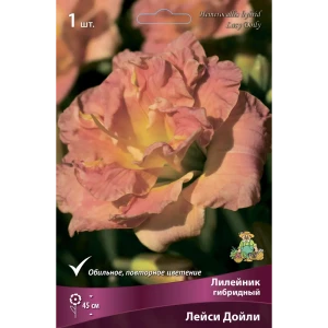 Лилейник гибридный Лейси Дойли 85205701 STLM-2062752