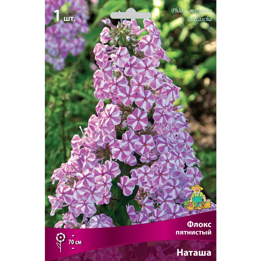 Флокс пятнистый Наташа луковица I 83600090 STLM-2092618 Santreyd 