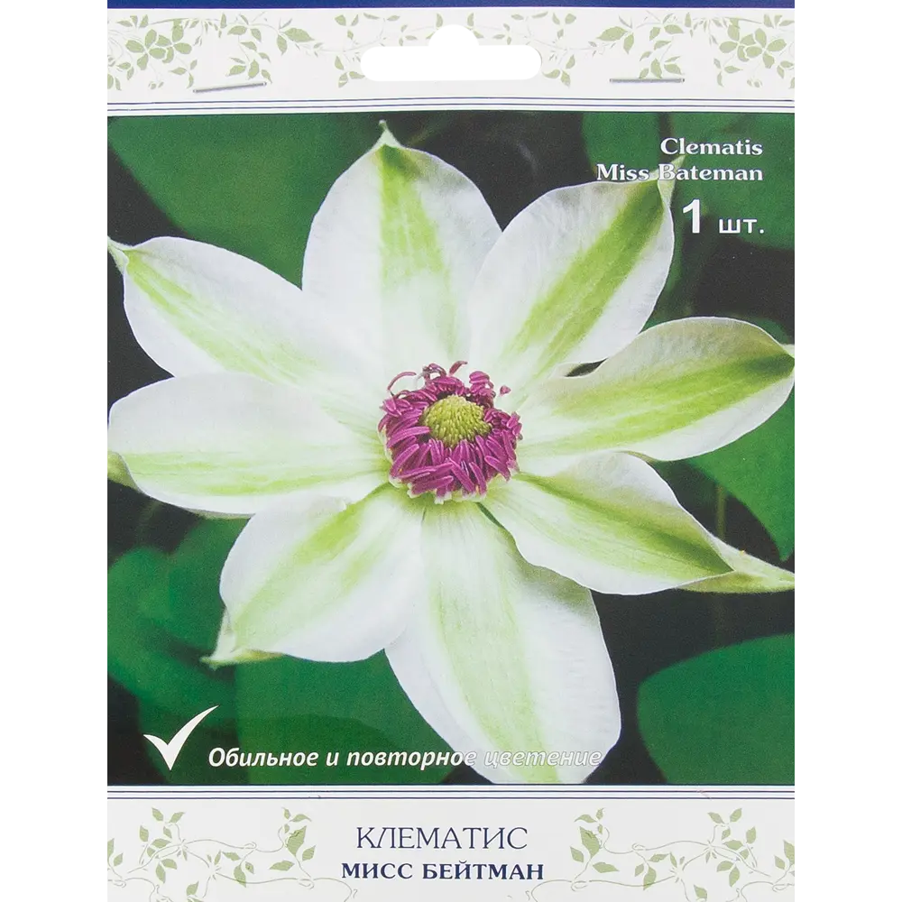 Клематис Мисс Бейтмен Поиск 18345613 STLM-2033112 Santreyd 