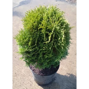 Туя западная Литл Джайнт ø19 см h40-60 см 85088201 STLM-2146731
