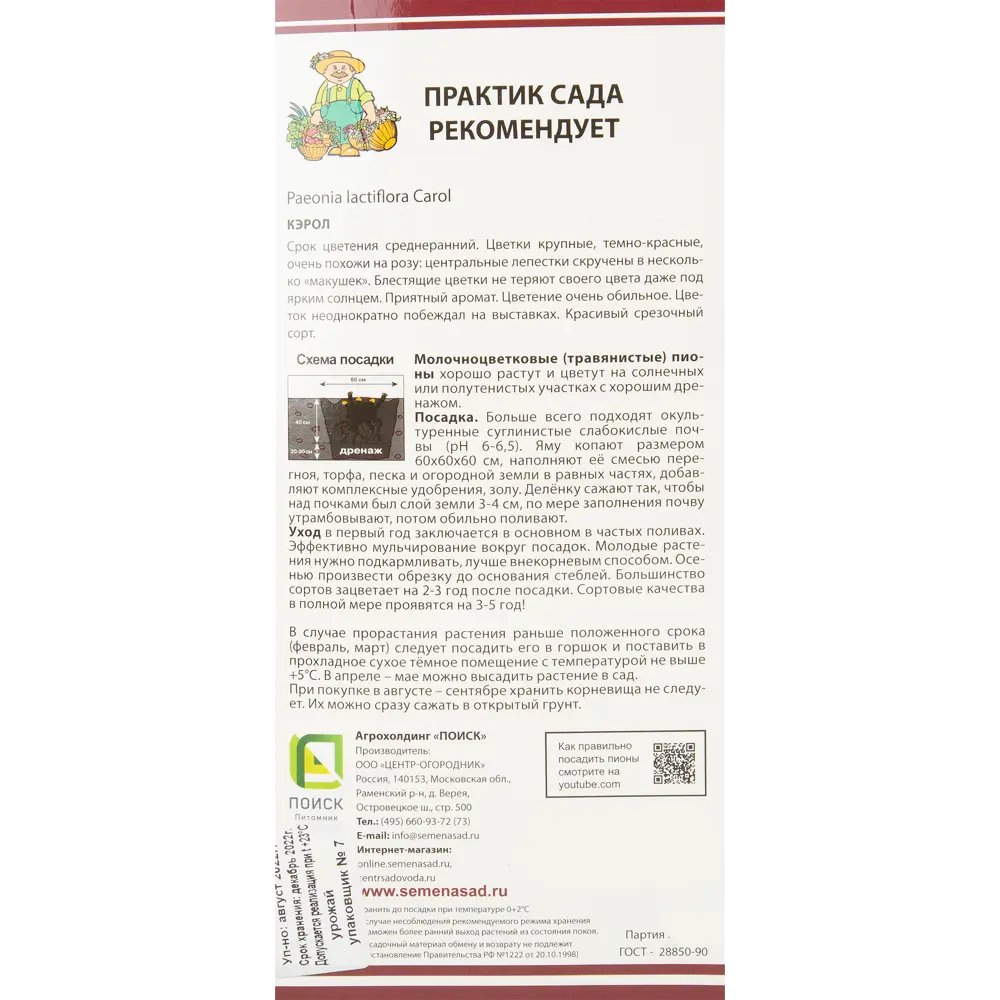 Пион молочноцветковый Кэрол разбор 2-3 88294985 STLM-2044934 Santreyd  - Вид №2