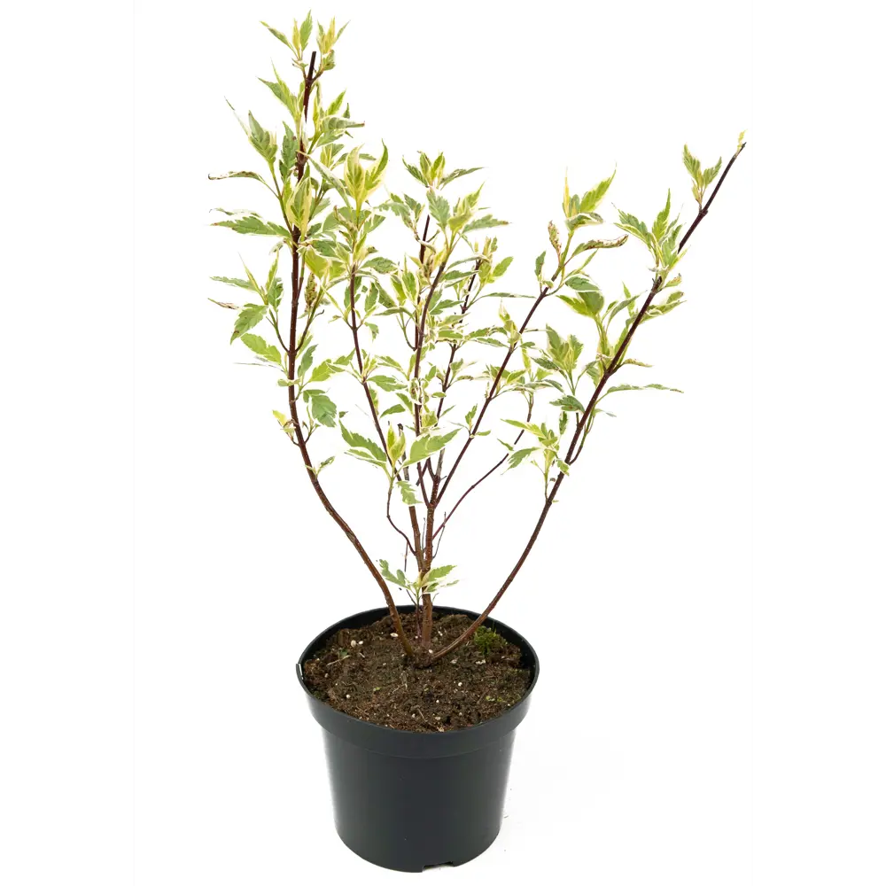 Дерен белый Elegantissima 33-53 см 84841612 STLM-2047975 Santreyd 