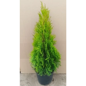 Туя западная Смарагд ø22.5 см h60-80 см 85088227 STLM-2082886