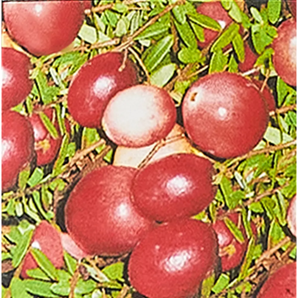 Клюква крупноплодная Мак Фарлен ø17 h30 см 85325507 STLM-2028927 Santreyd 