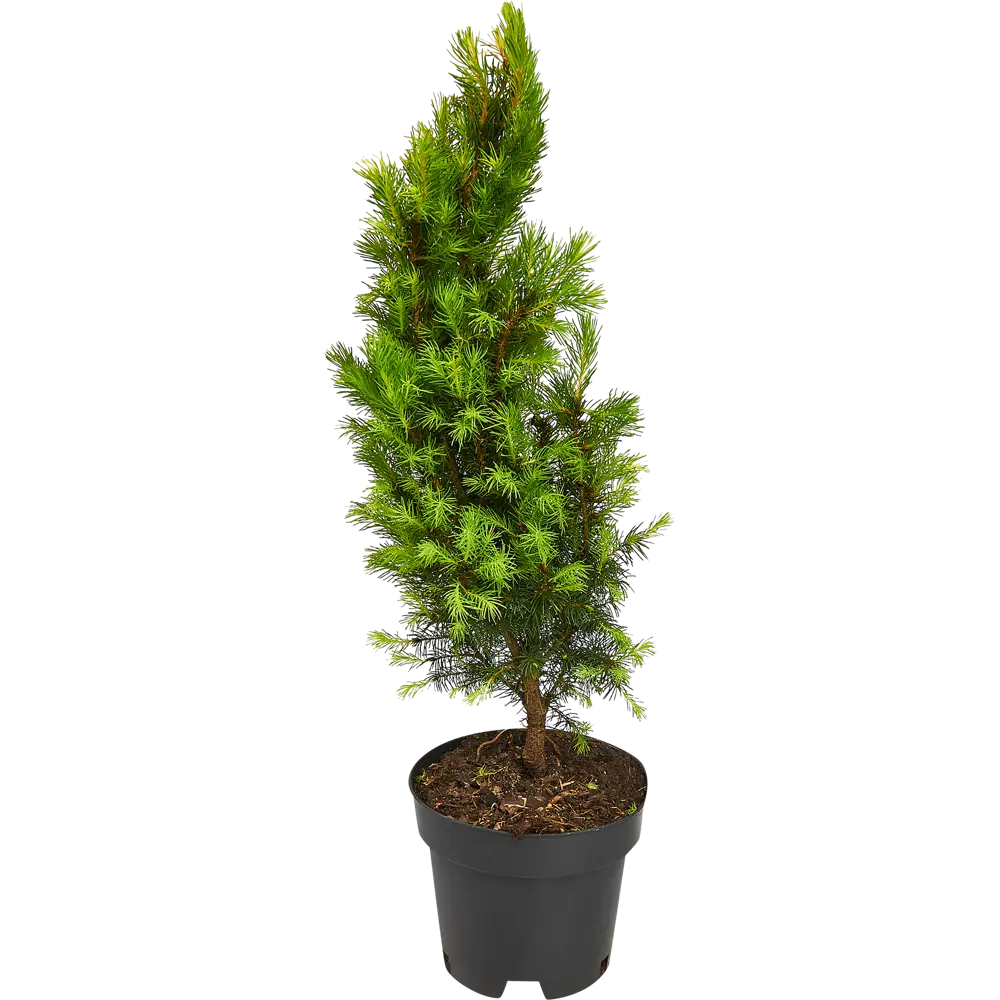 Ель канадская Коника ø15 h55 см PLANTMARKET STLM-2044689 - Вид №2